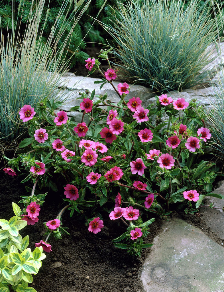 Potentilla nepalensis 'Miss Willmott'